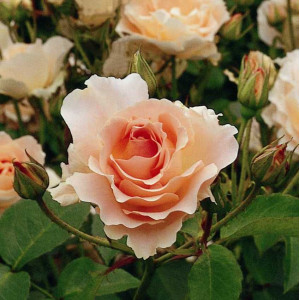 ROCOCO®